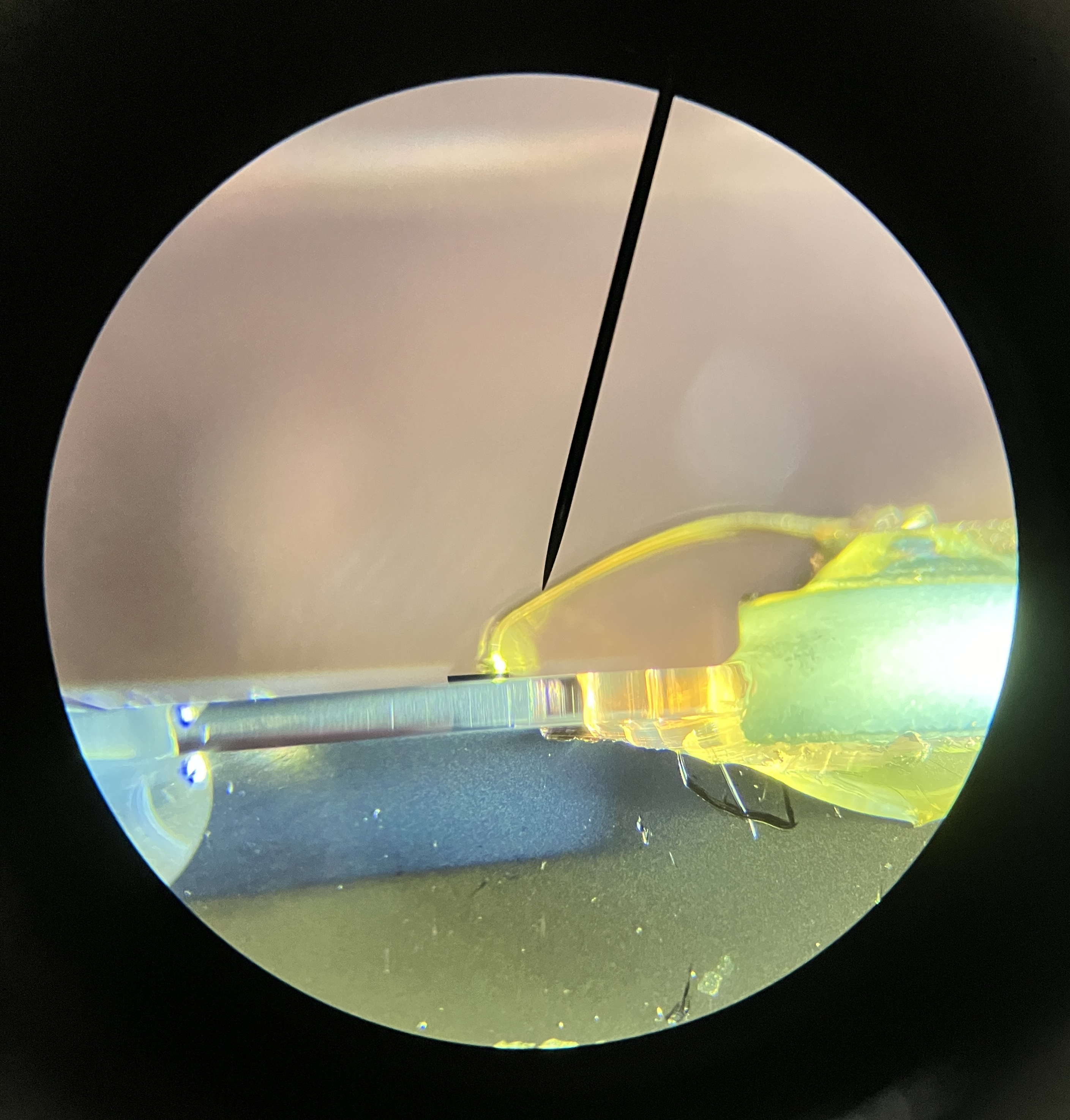 pump diode microscope shot